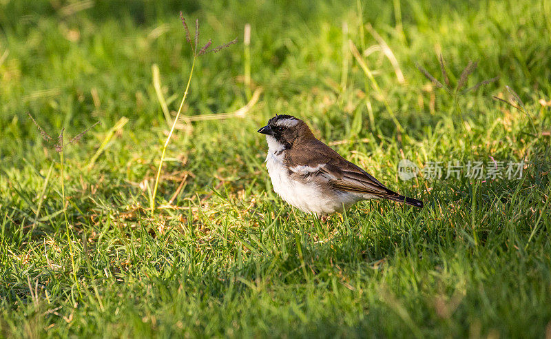埃塞俄比亚:White-Browed Sparrow-Weaver